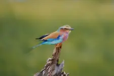 Afrykańskie równiny -Kraska