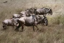 Afrykańskie równiny - Gnu