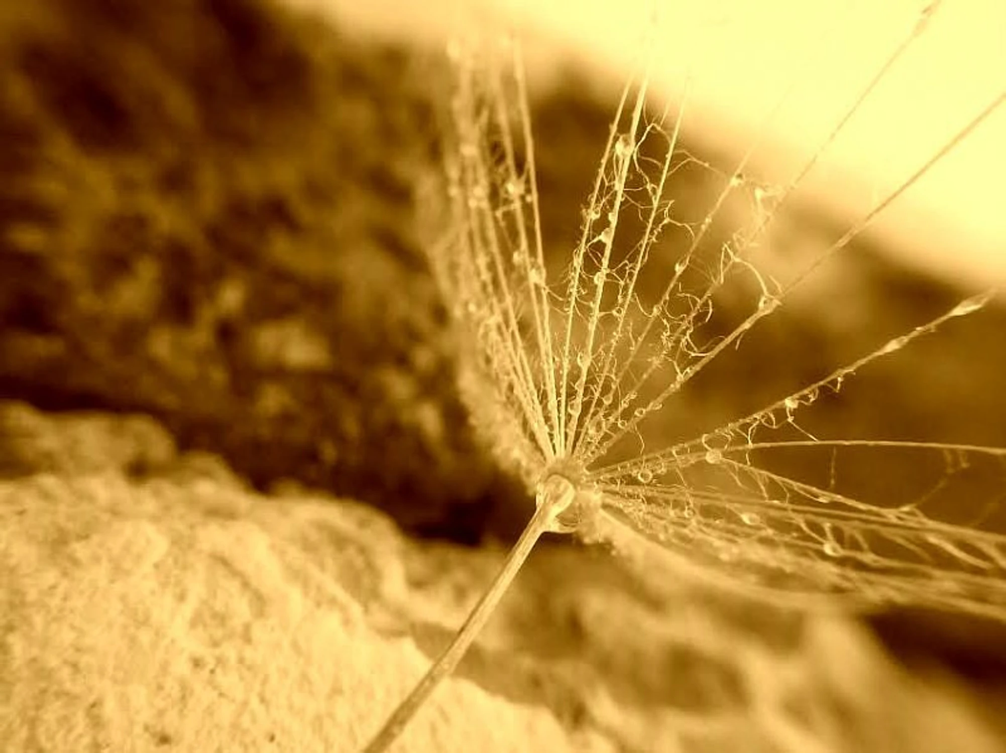 fragile...