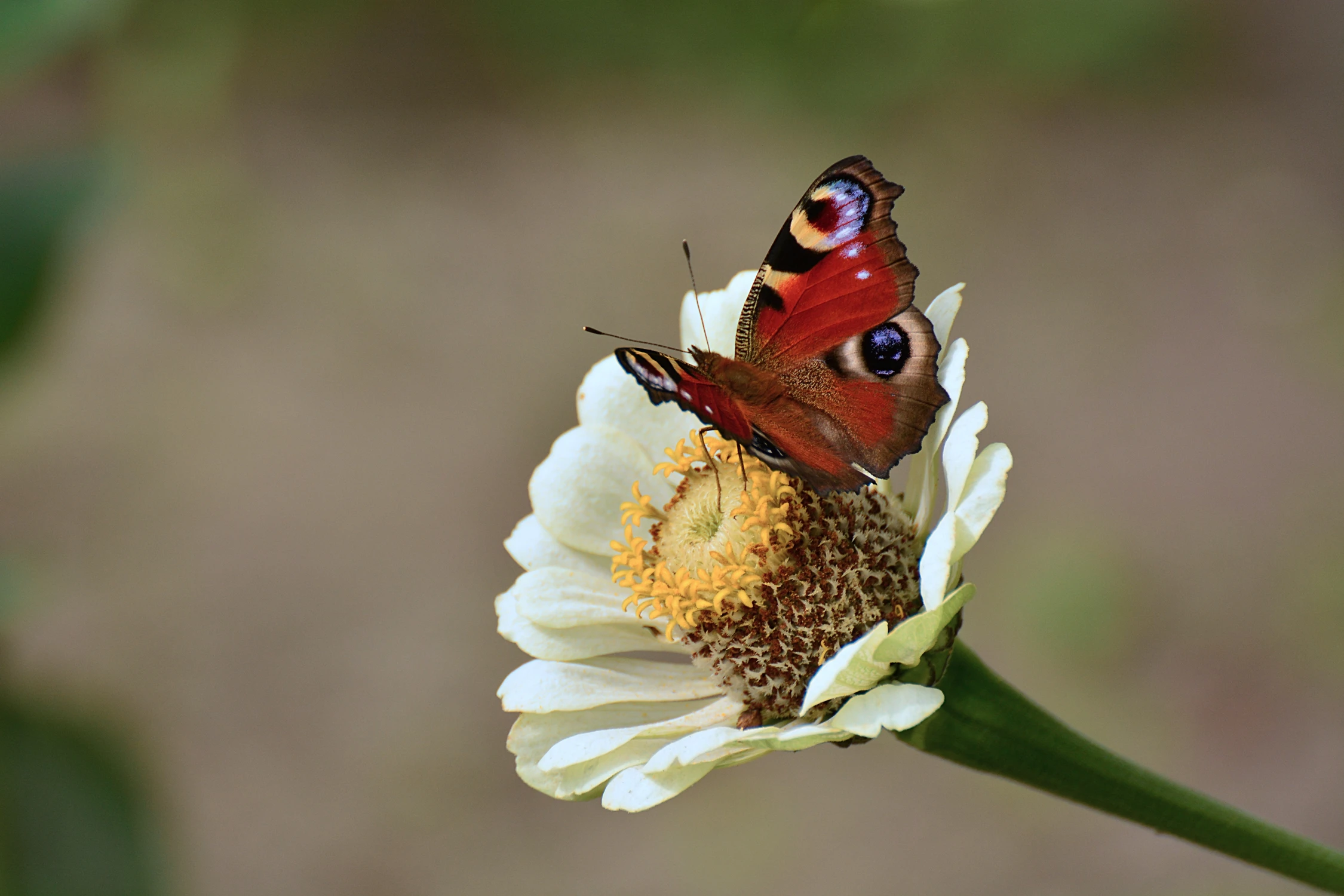 Motyl