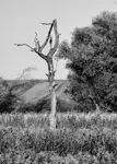 natura