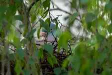 Na Gnieździe