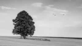 ....