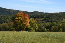 Jesień 