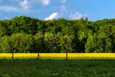 Czas rzepaków
