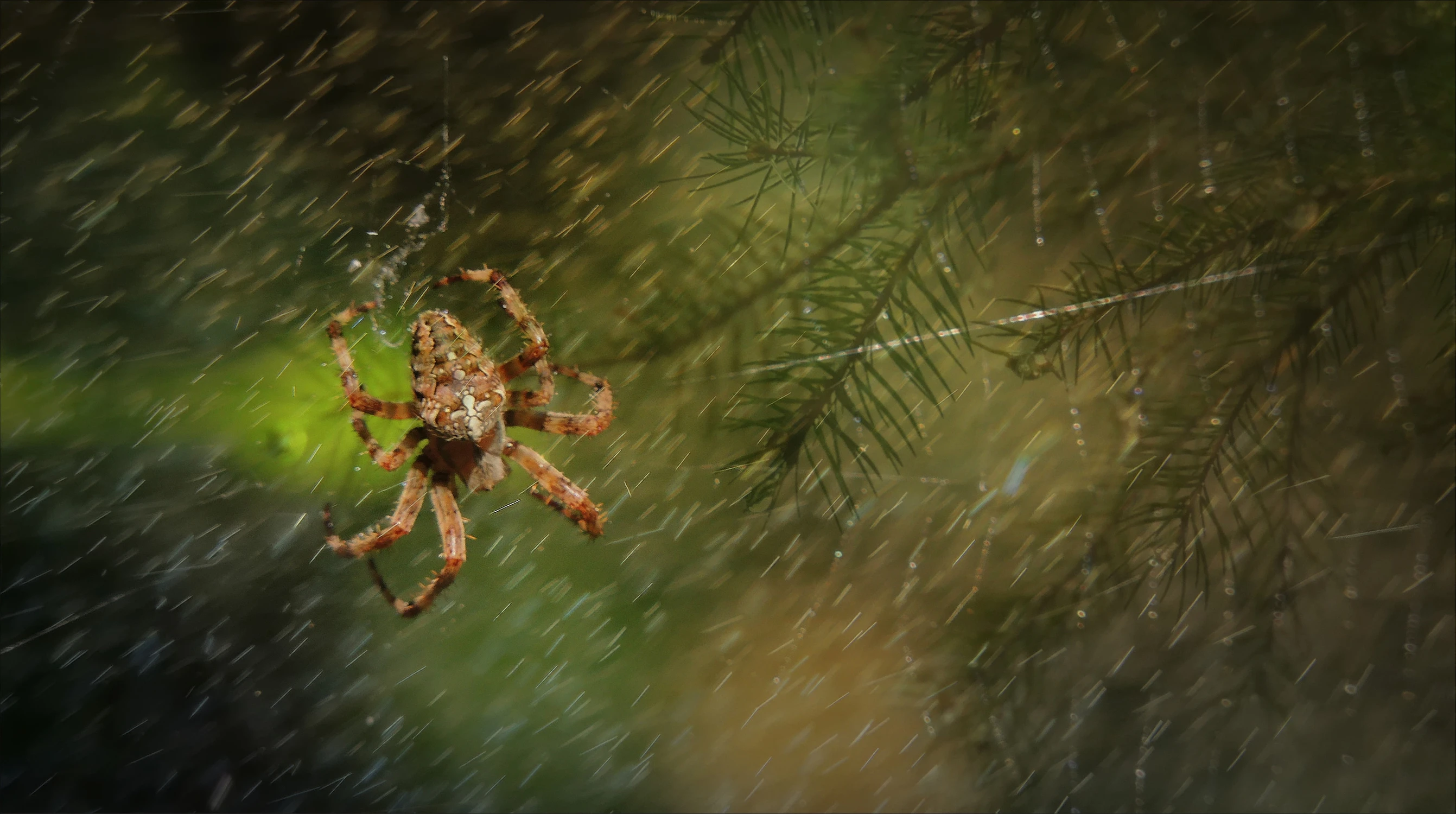przed burzą bywa cicho