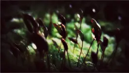 Leśne opowieści II