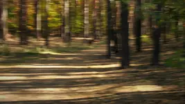 ... from imagination forest 