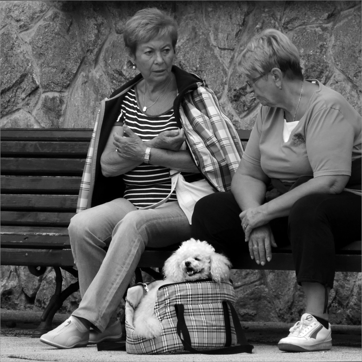 ... o psie który lubił mieszkać w torbie,