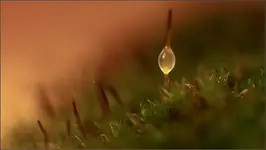 co w trawie... świeci