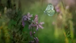 Fly