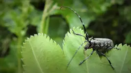 ... a to jest robal.