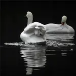 Łabędzi śpiew