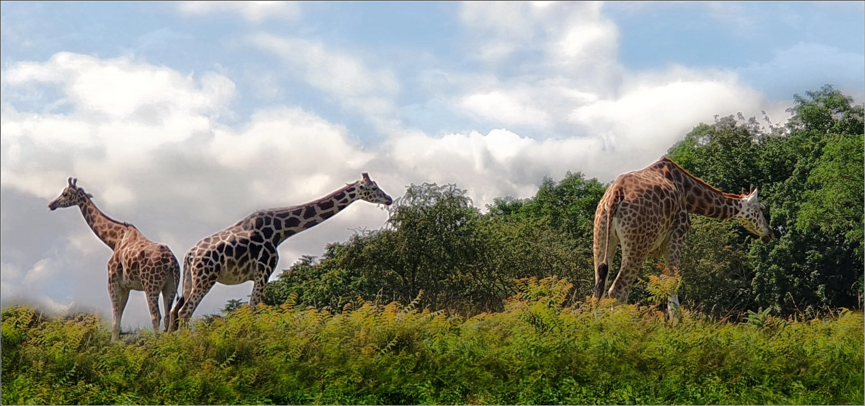 Śniadanie na trawie