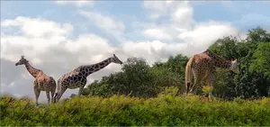 Śniadanie na trawie