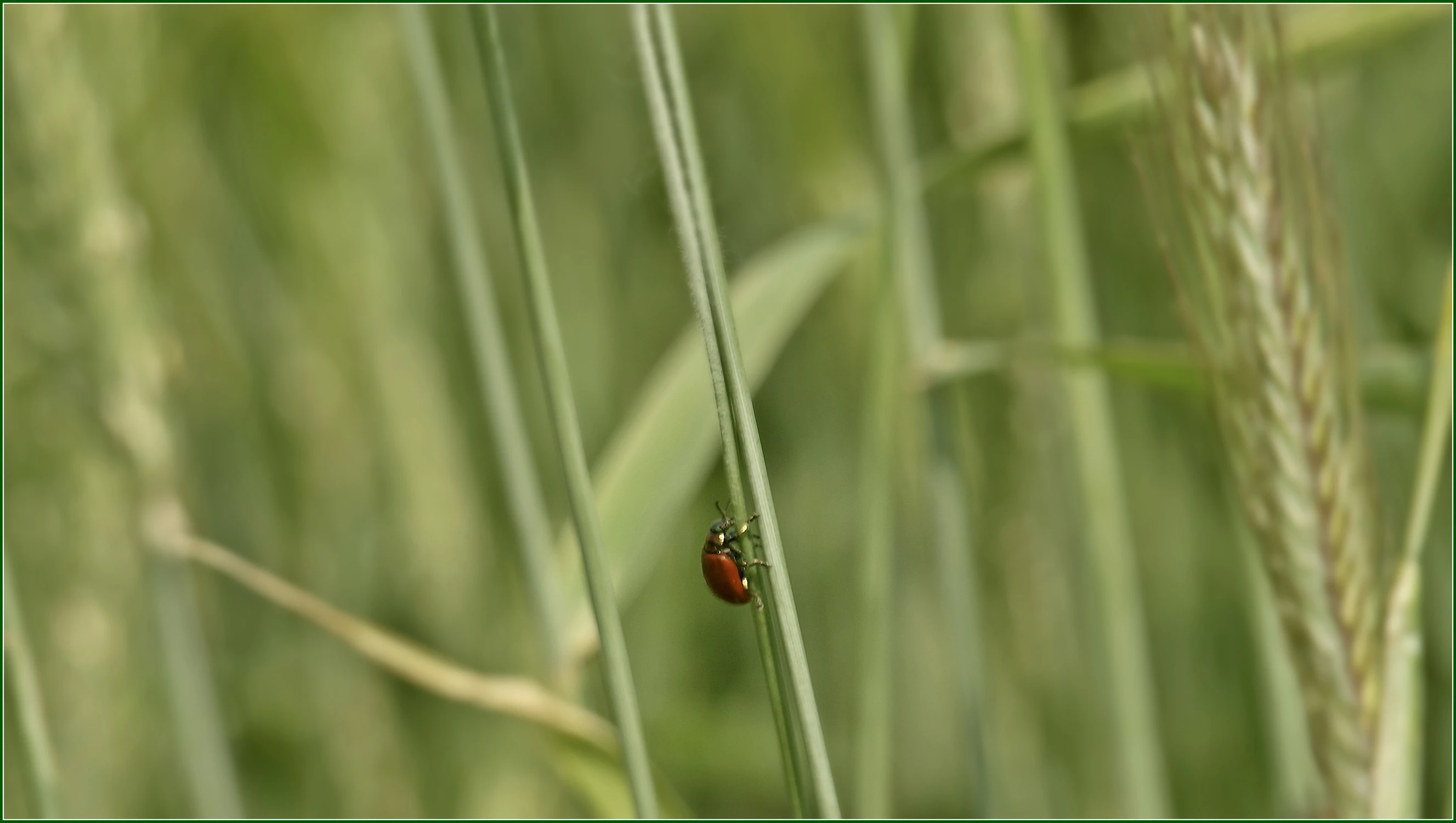 daleka droga na szczyt