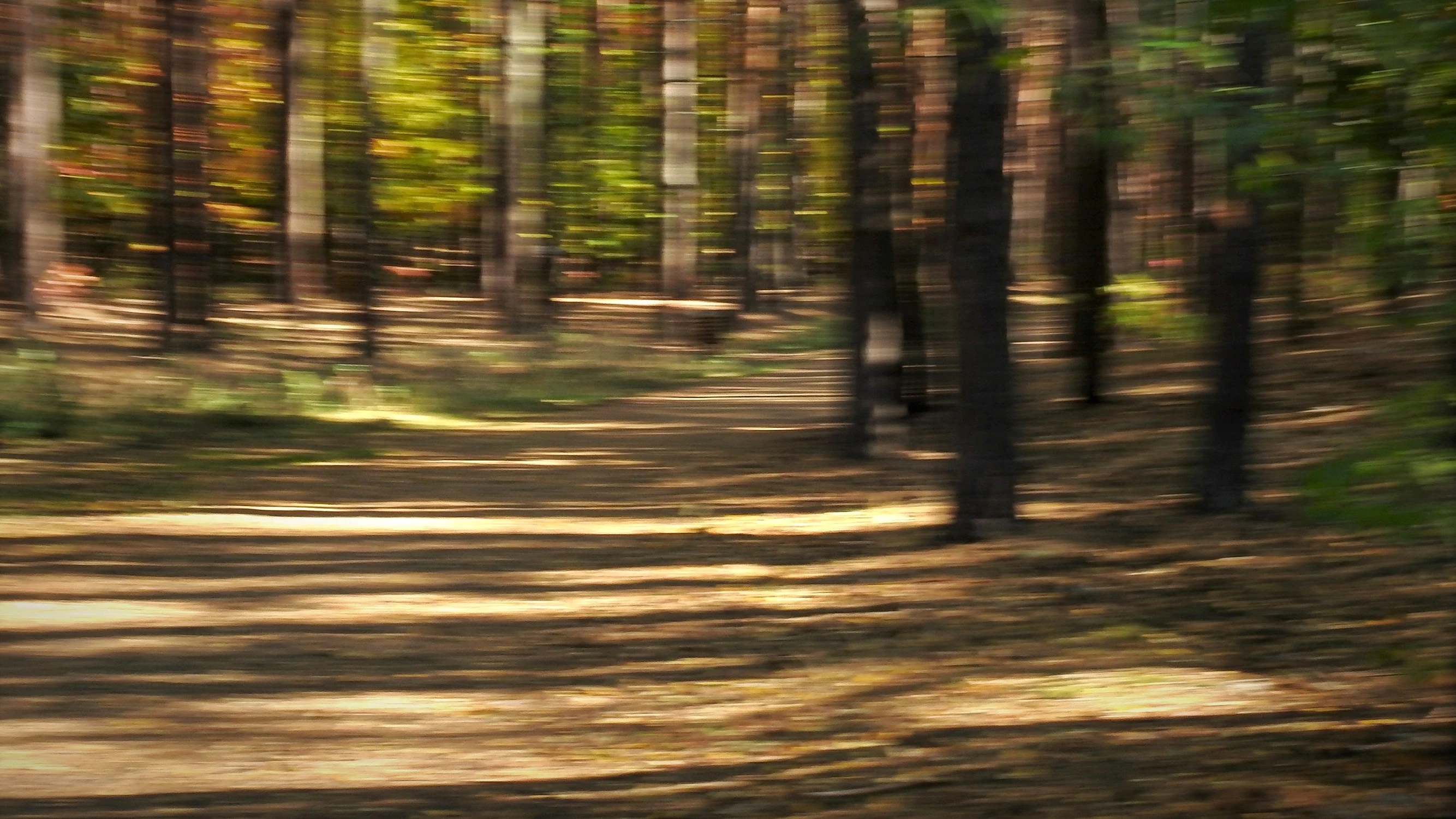 imagination forest