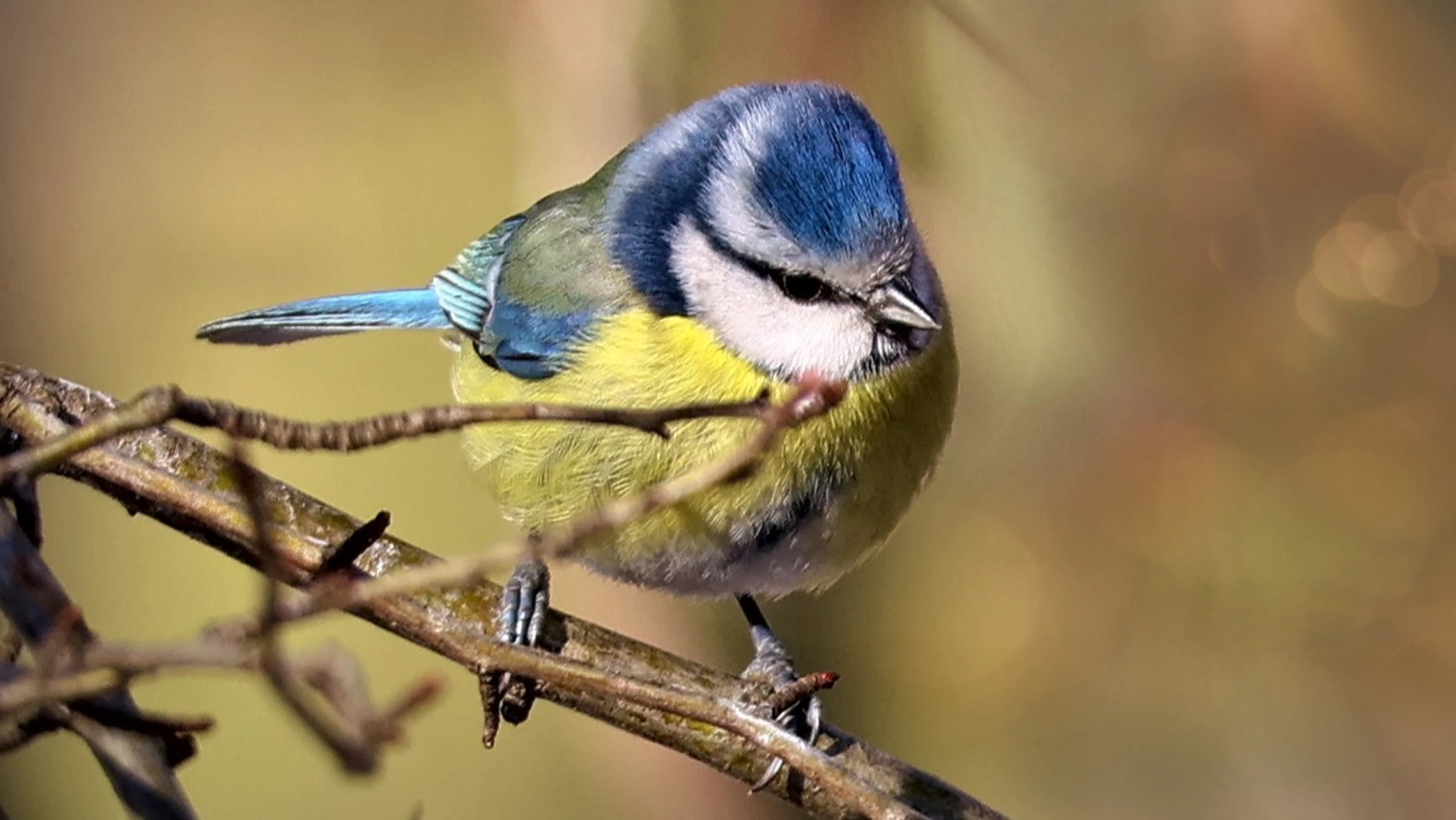 ... a to jest ptaszek.