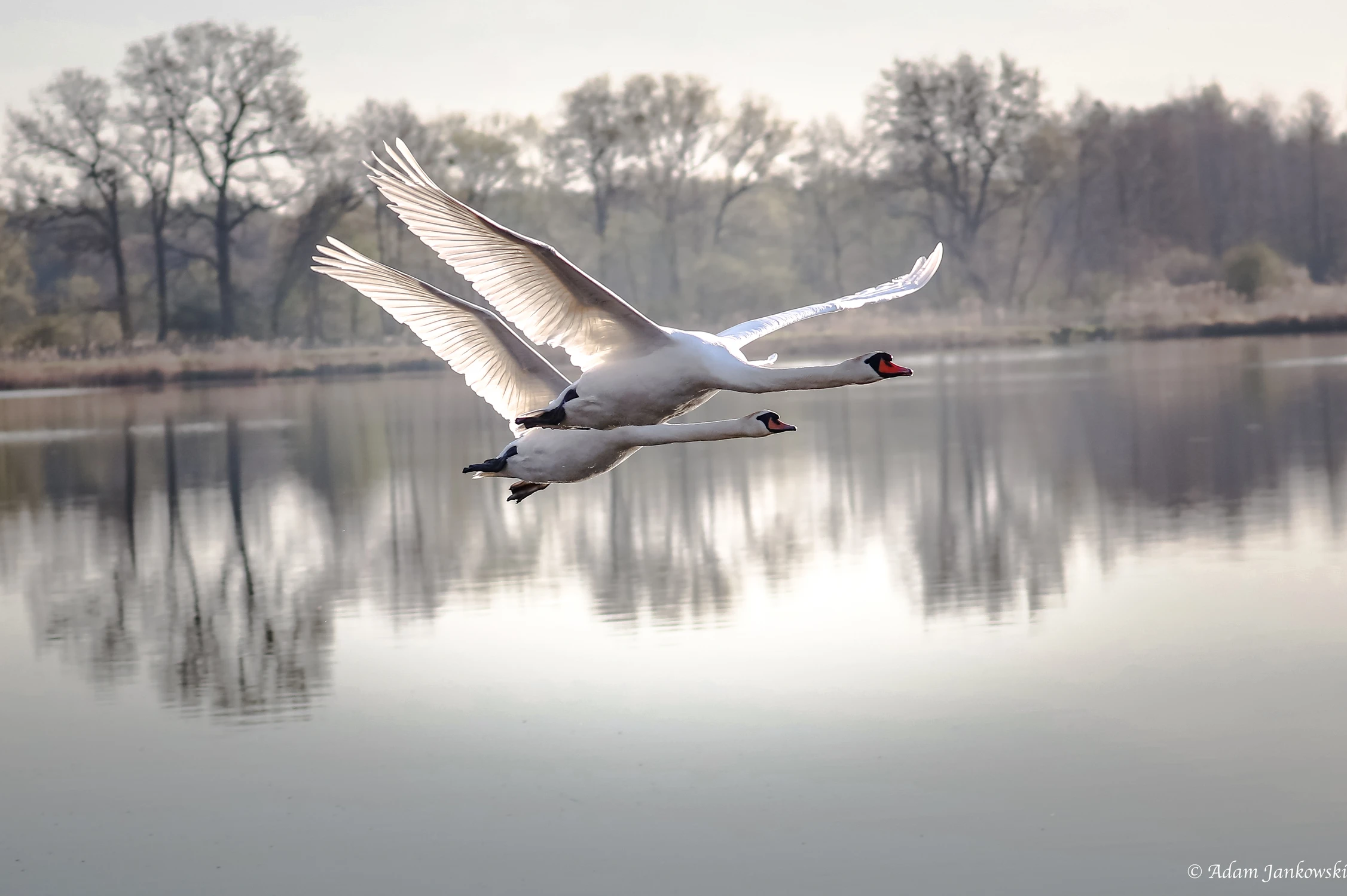 Łabędź niemy