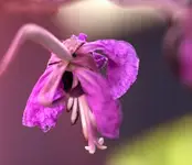 *****