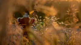 Natura żywa i martwa