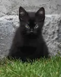 ***