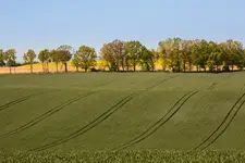 Wiosenne pola
