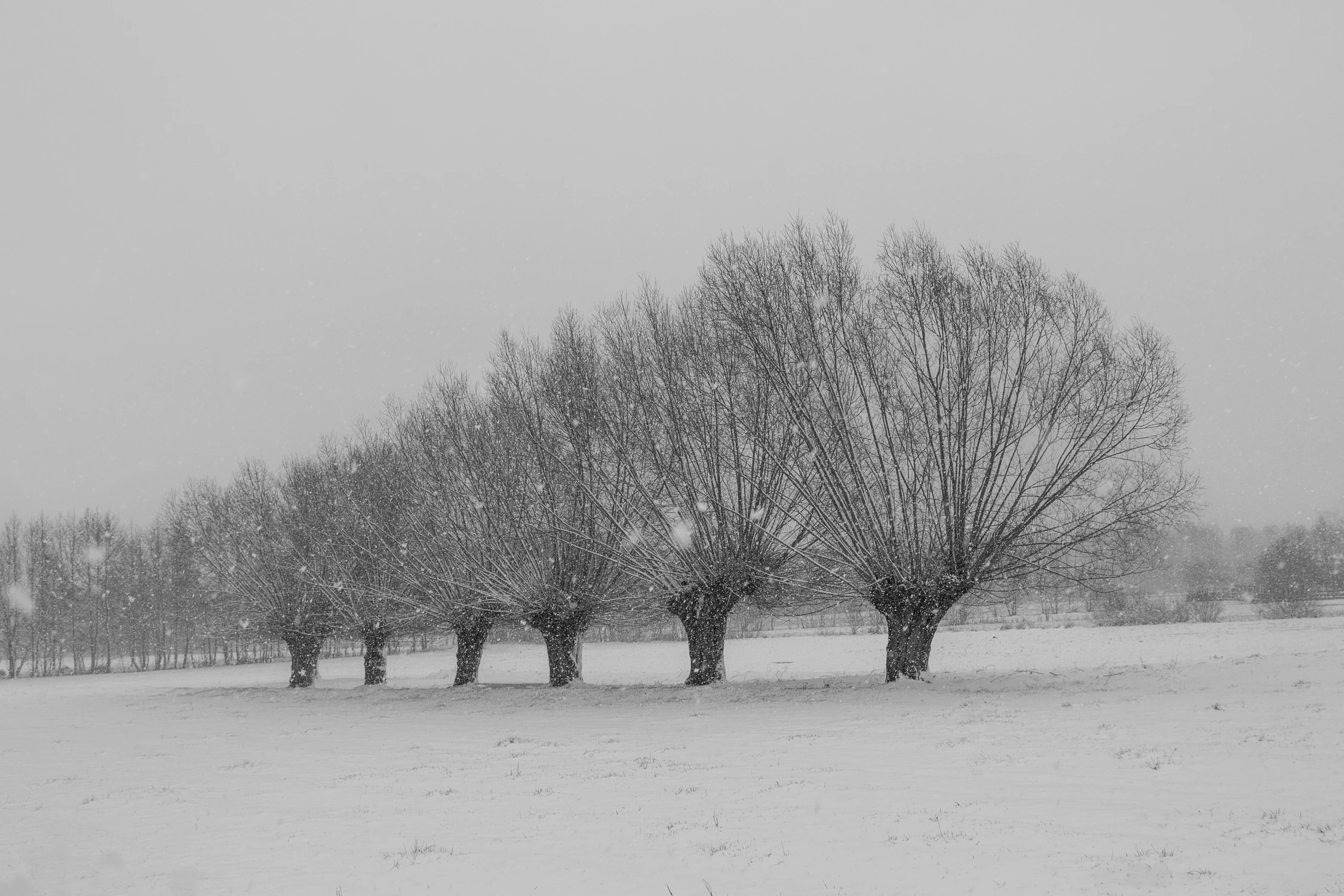 Śnieżyca