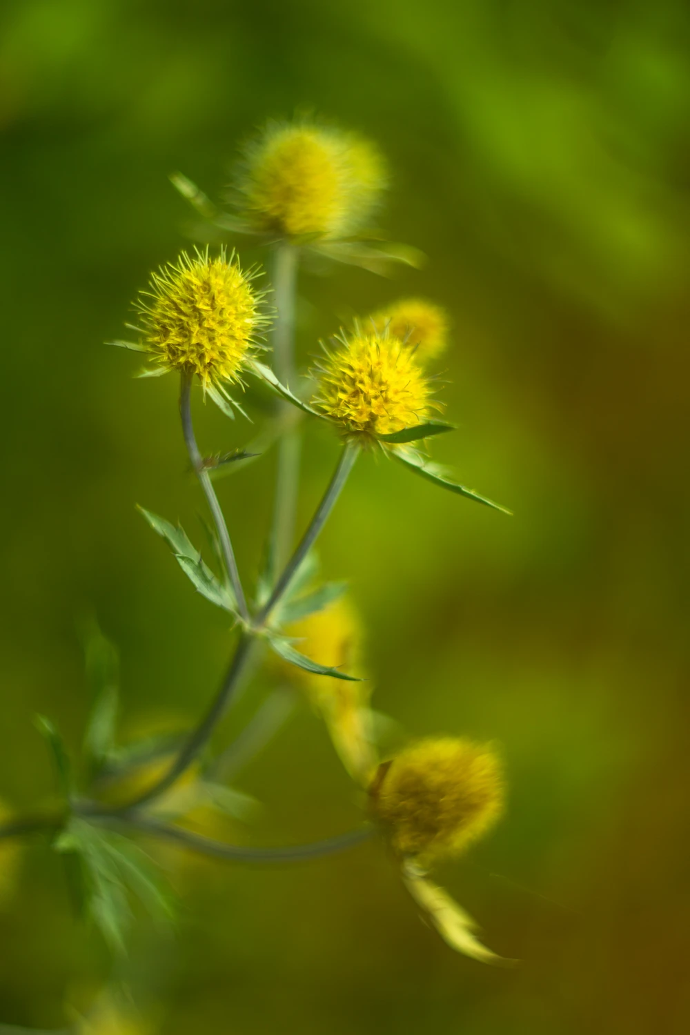 W wiosennych barwach