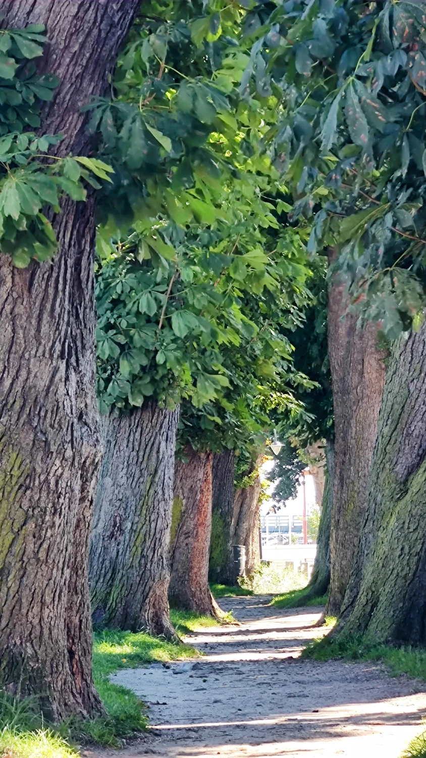 Aleja dzielnicy portowej