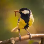 Great tit