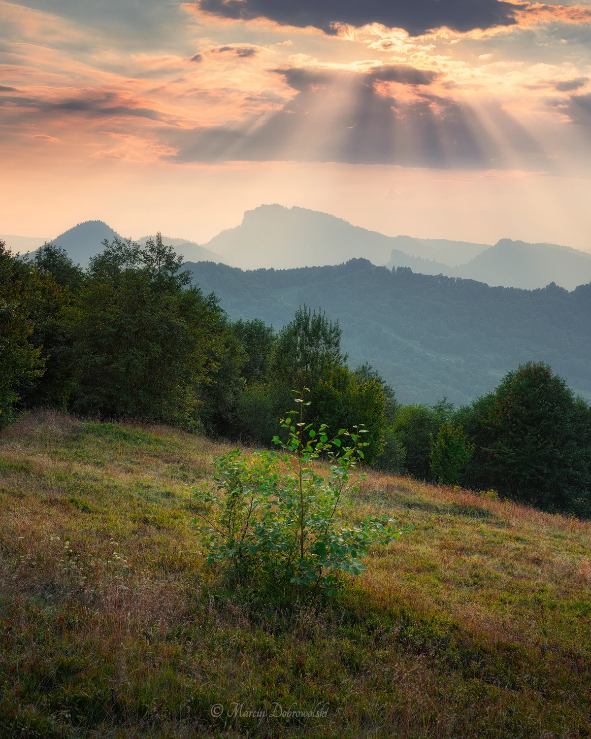 The Theme of Loneliness