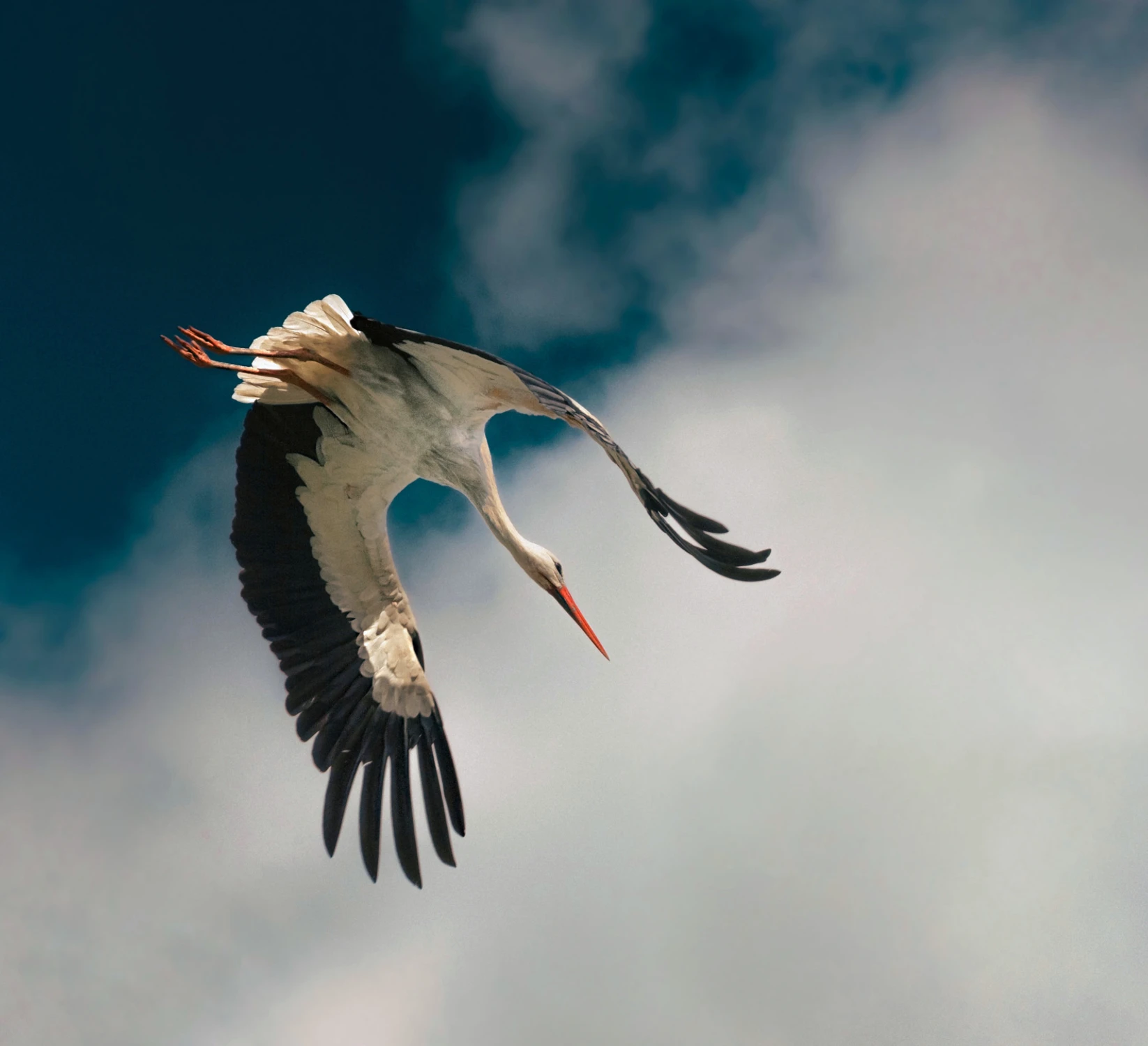 ready to fly