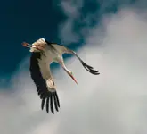 ready to fly
