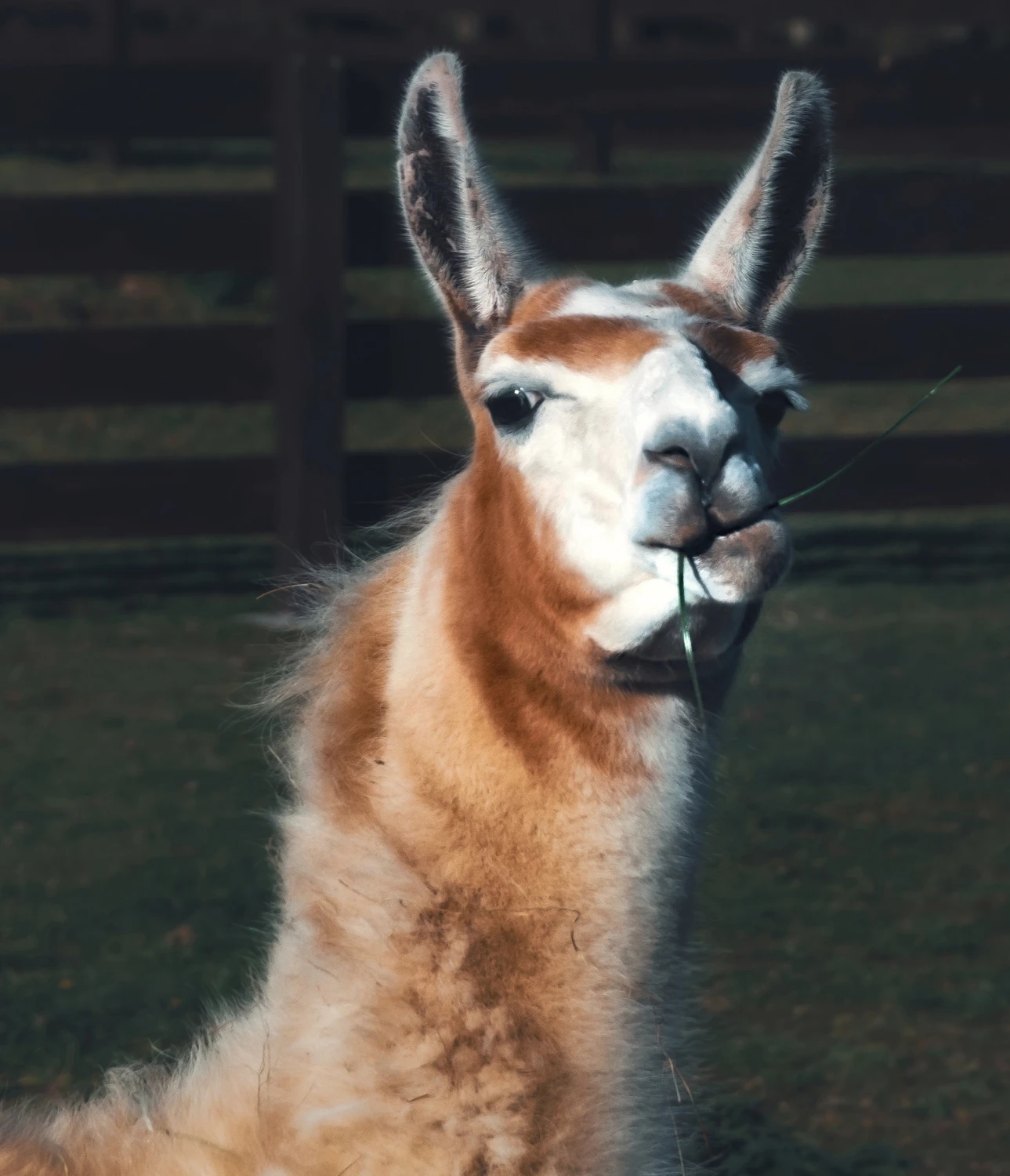 mister lama