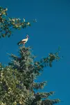 ..