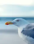 seagull