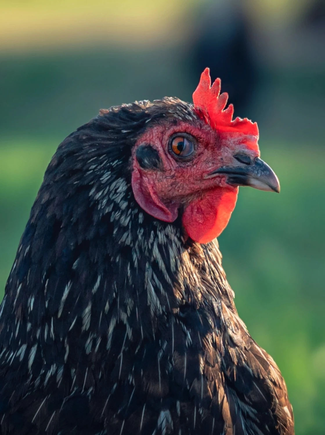 la gallina