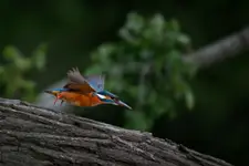 Take of