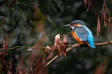 Zimorodek