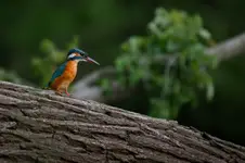 Zimorodek