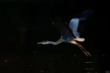 Czapla siwa przy zachodzie słońca