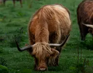 Highland