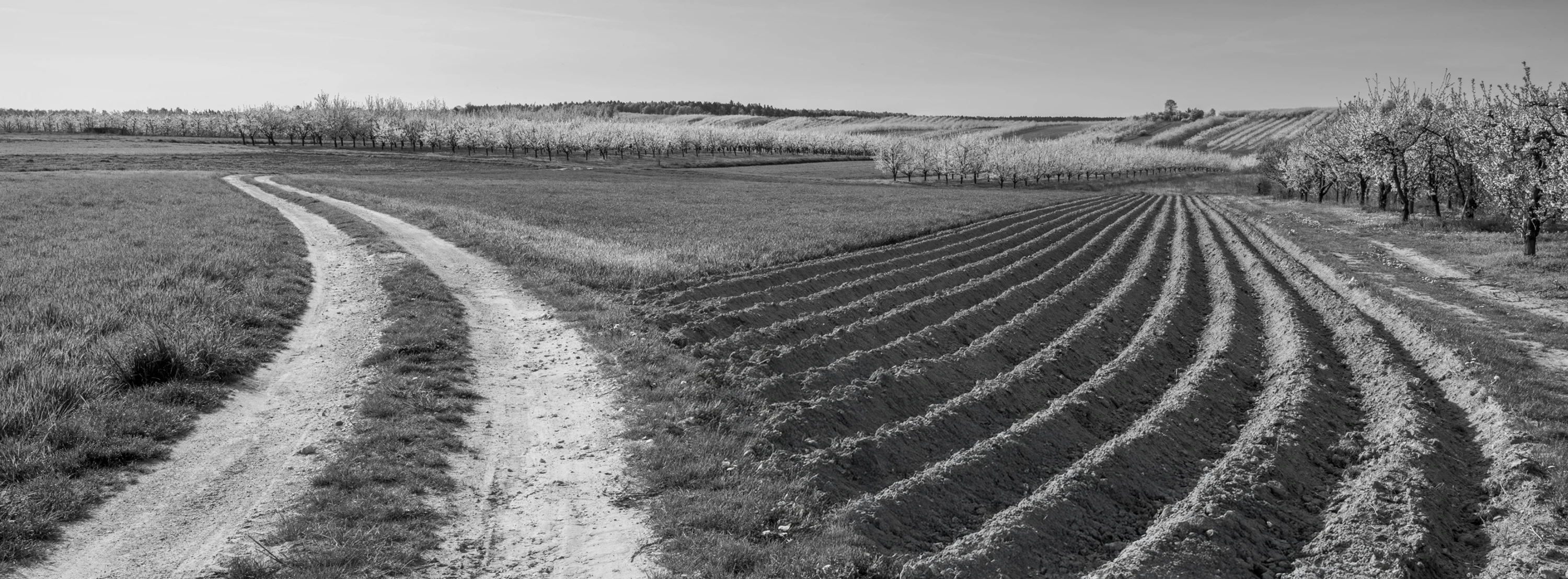Wśród kwitnących sadów 