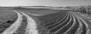 Wśród kwitnących sadów 