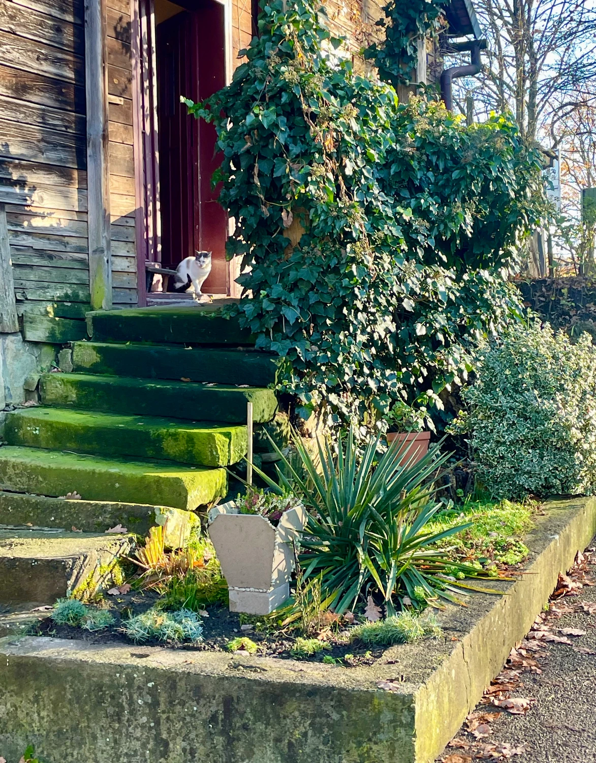 Kot i neonowa zieleń.