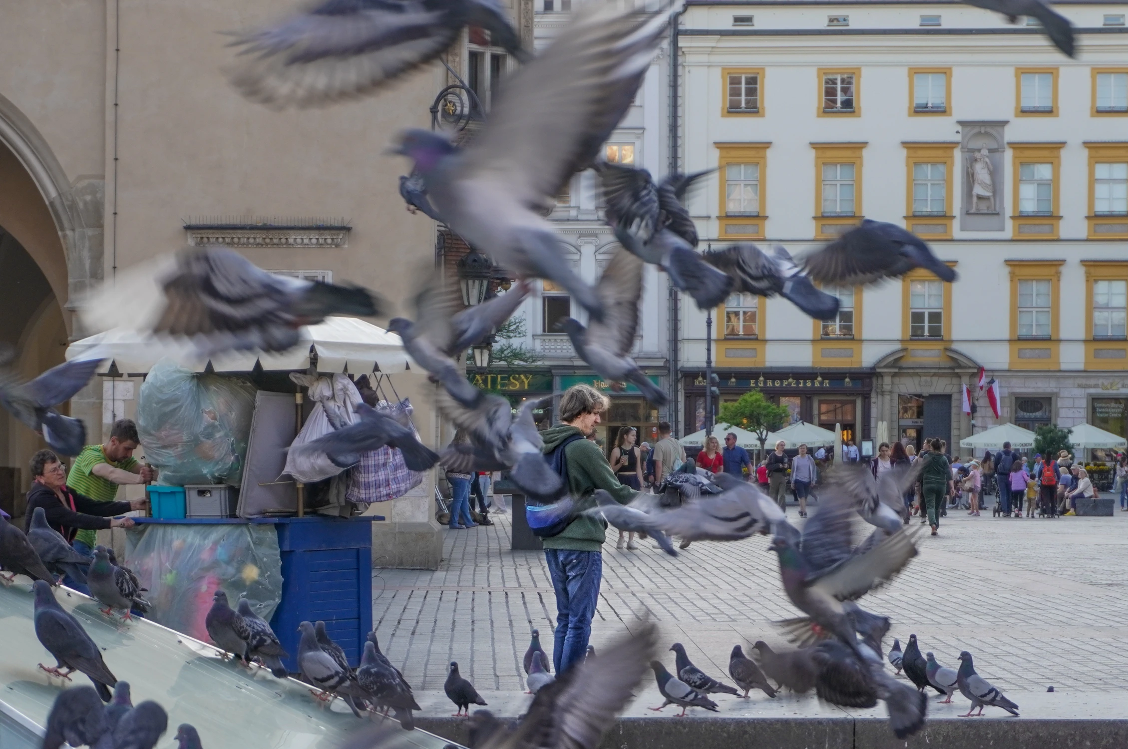 lord of the pigeons