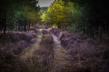 Wrzosowa wędrówka 