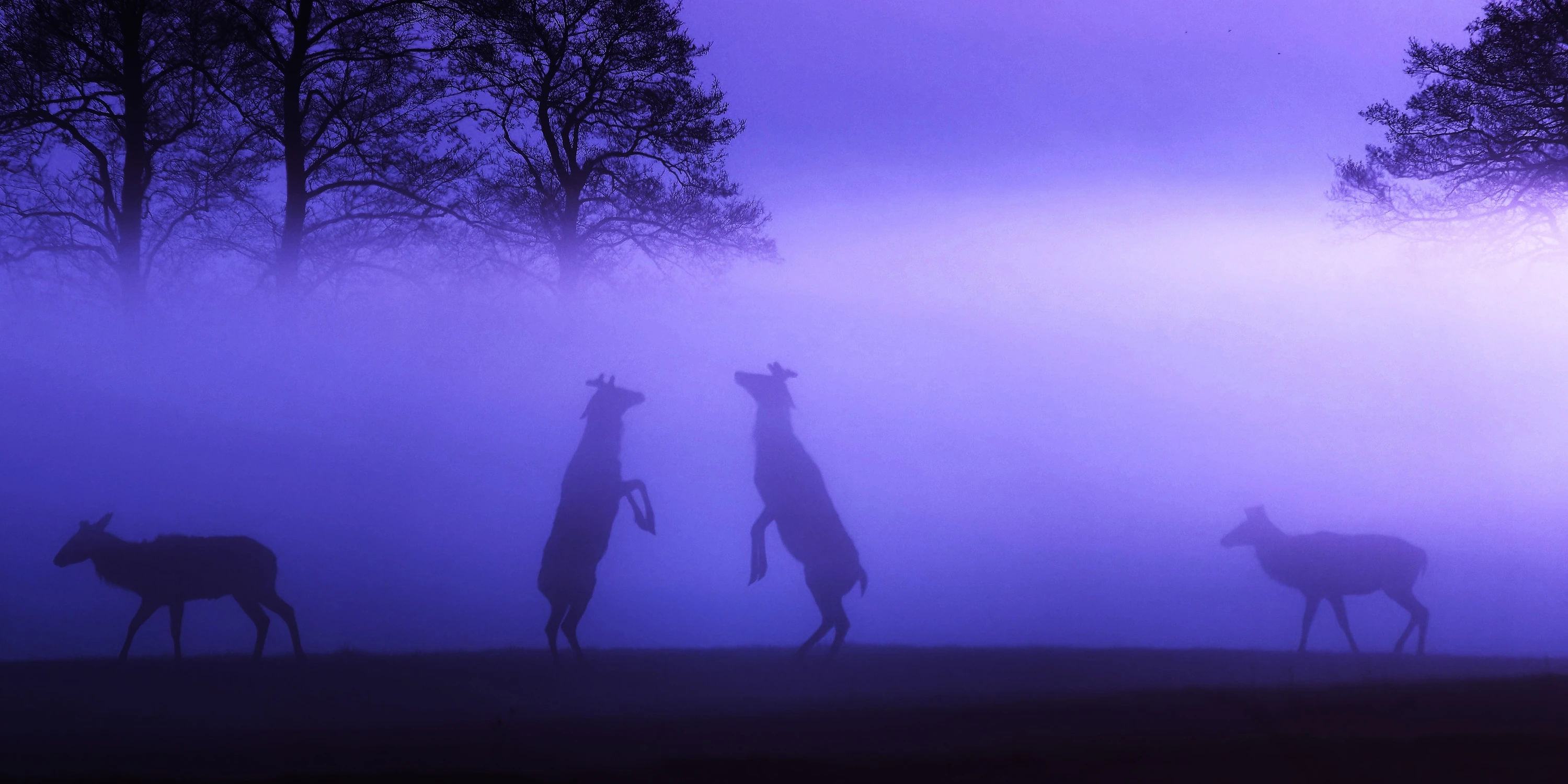let's dance 😉🦌