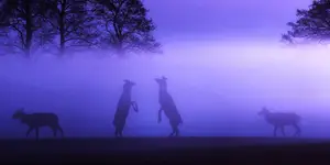 let's dance 😉🦌